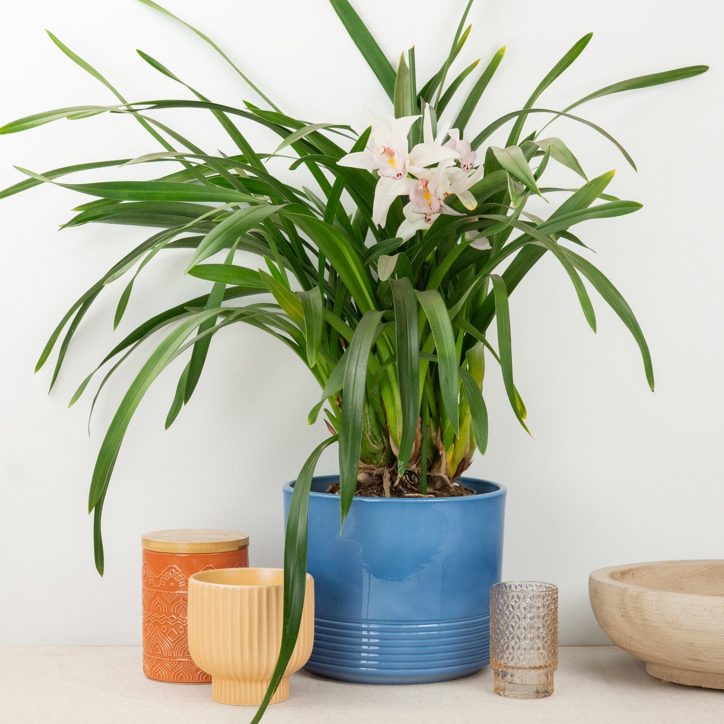 Cymbidium Orchid | Kerry
