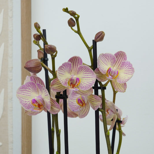 Phalaenopsis Orchid | Varese | Potted Houseplants