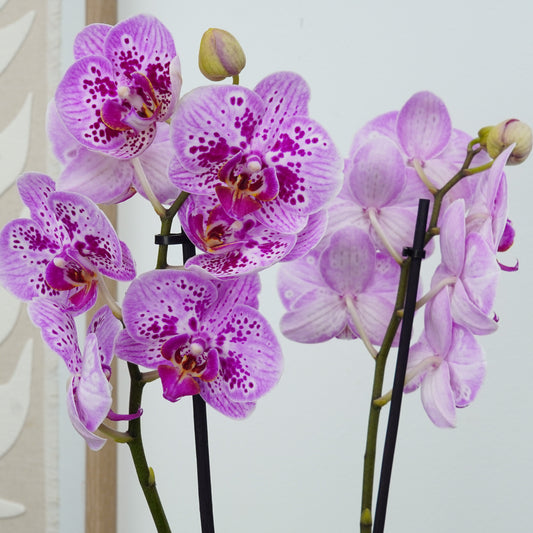Phalaenopsis Orchid | Parade | Potted Houseplants