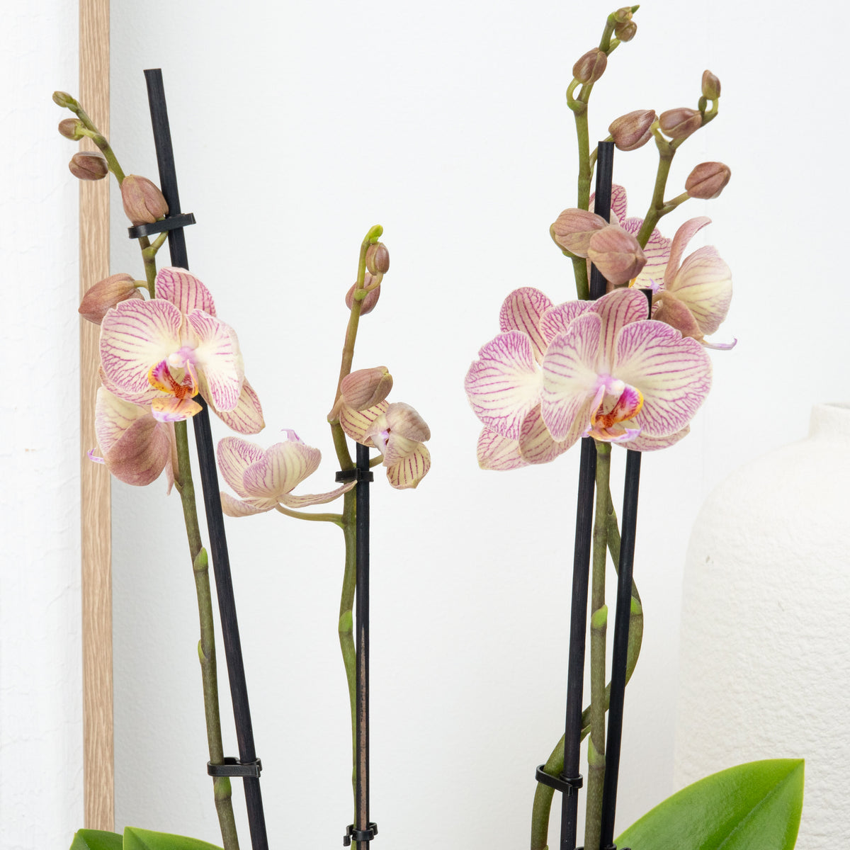 Phalaenopsis Orchid | Varese