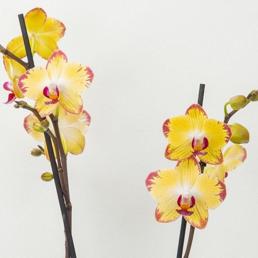 Phalaenopsis Orchid | Papagayo | Potted Houseplants