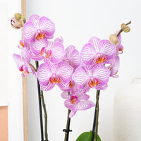 Phalaenopsis Orchid | Sugar Spoon