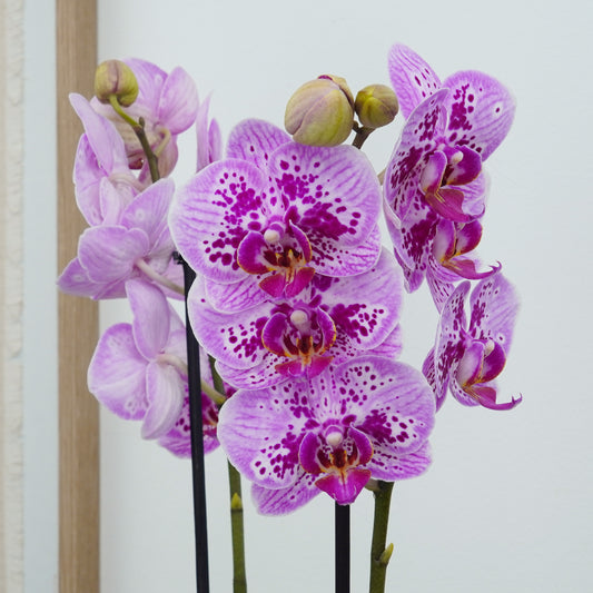 Phalaenopsis Orchid | Parade | Potted Houseplants
