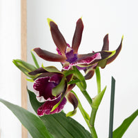 Zygopetalum Orchid | Midnight Blue