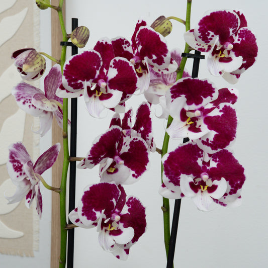 Phalaenopsis Orchid | Spider | Potted Houseplants