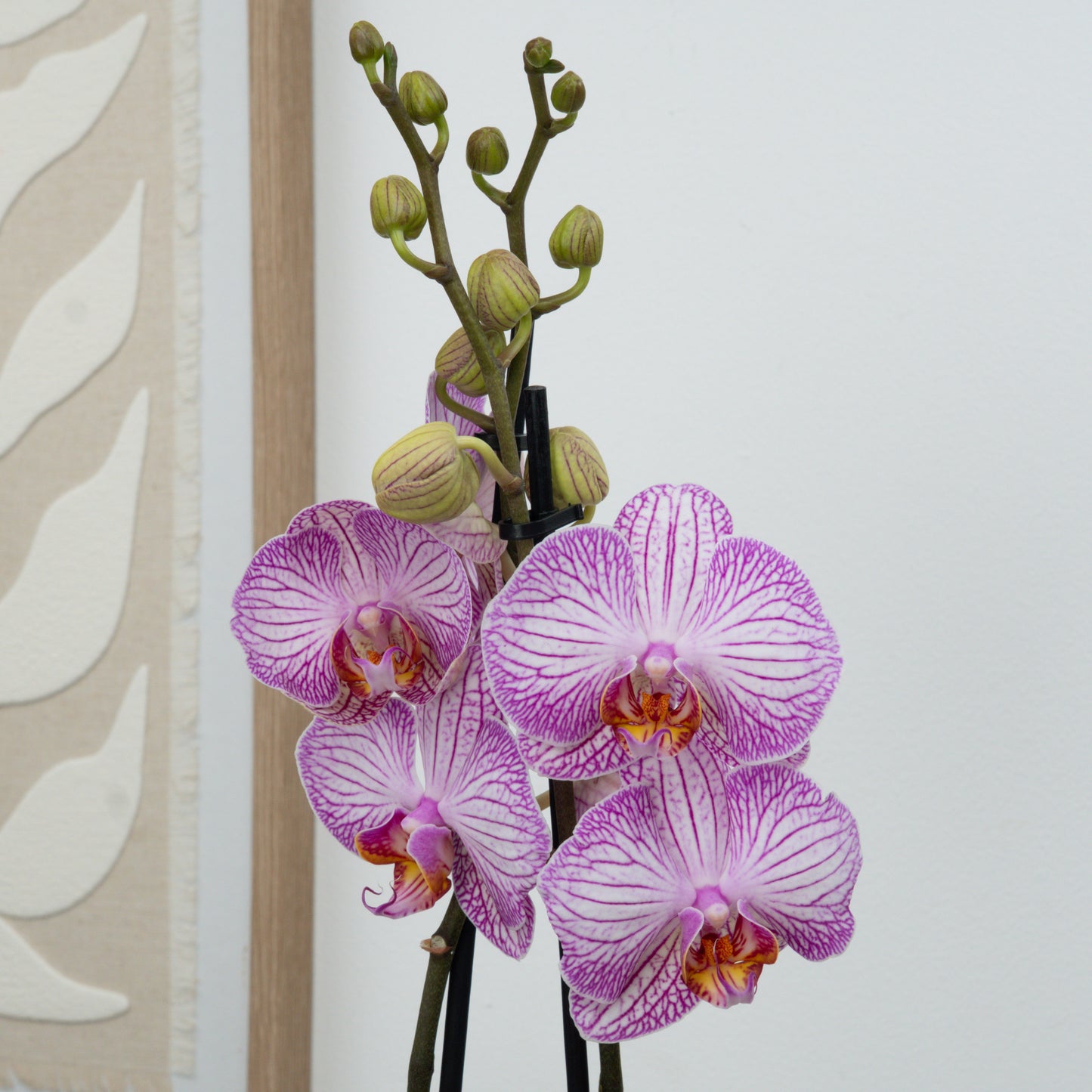 Phalaenopsis Orchid | Sugar Spoon