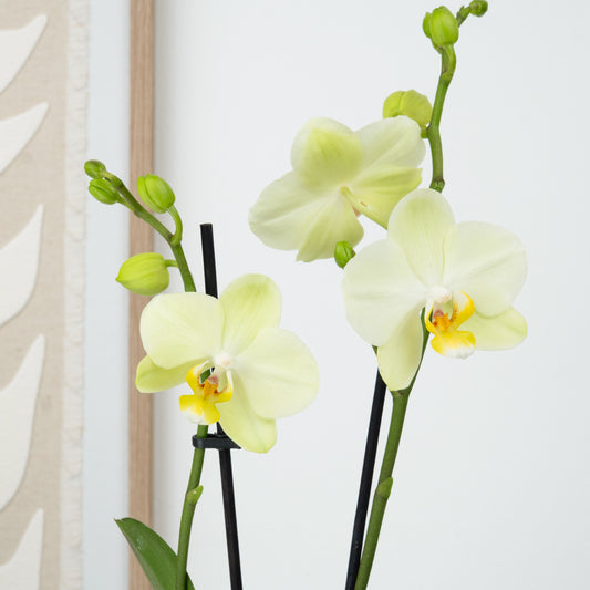 Phalaenopsis Orchid | Mint | Potted Houseplants