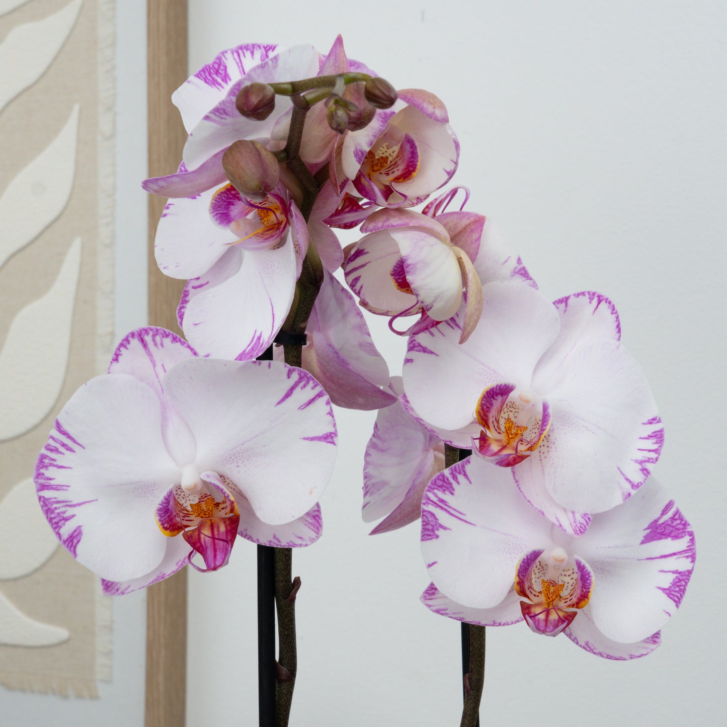 Phalaenopsis Orchid | Pink Flash