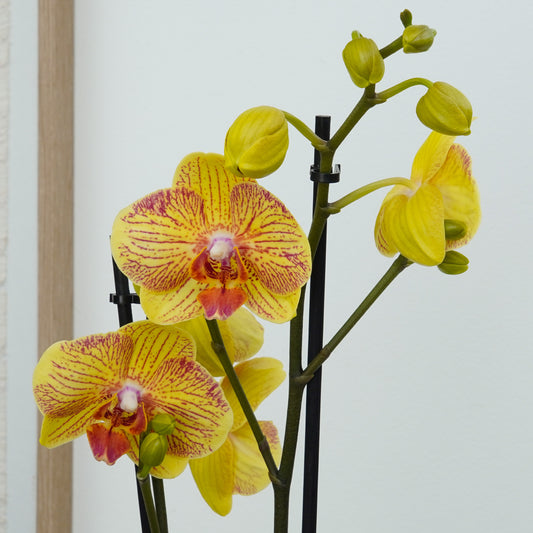 Phalaenopsis Orchid | Night Fall Of Love | Potted Houseplants