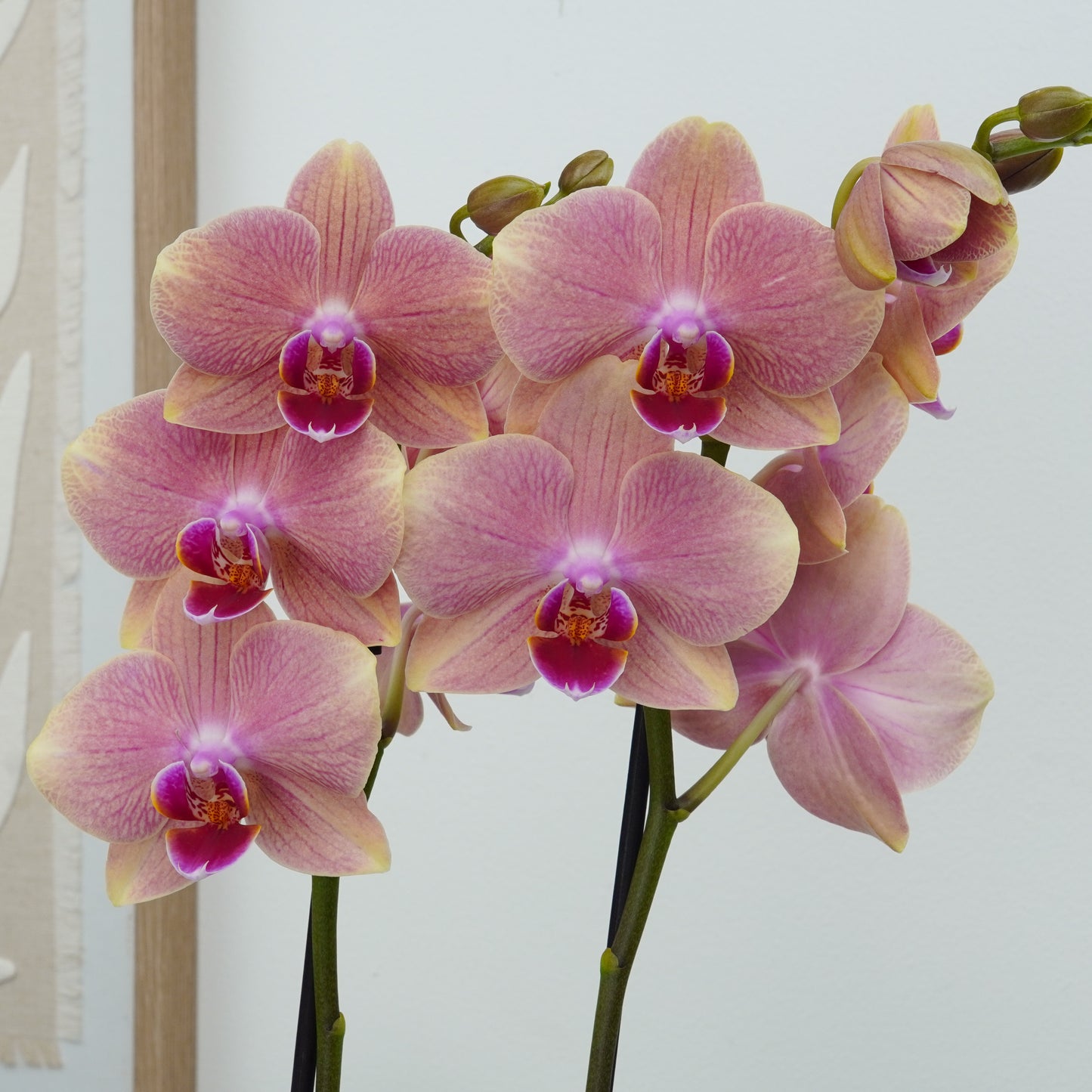Phalaenopsis Orchid | Salmon