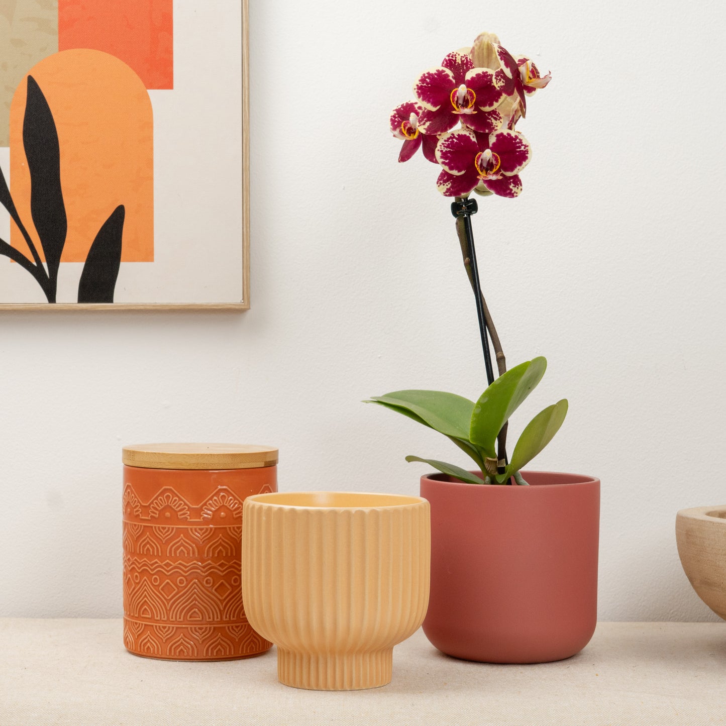 Phalaenopsis Orchid | Fruit Juice