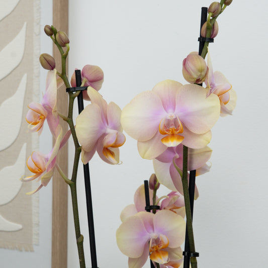 Phalaenopsis Orchid | Caramel | Potted Houseplants