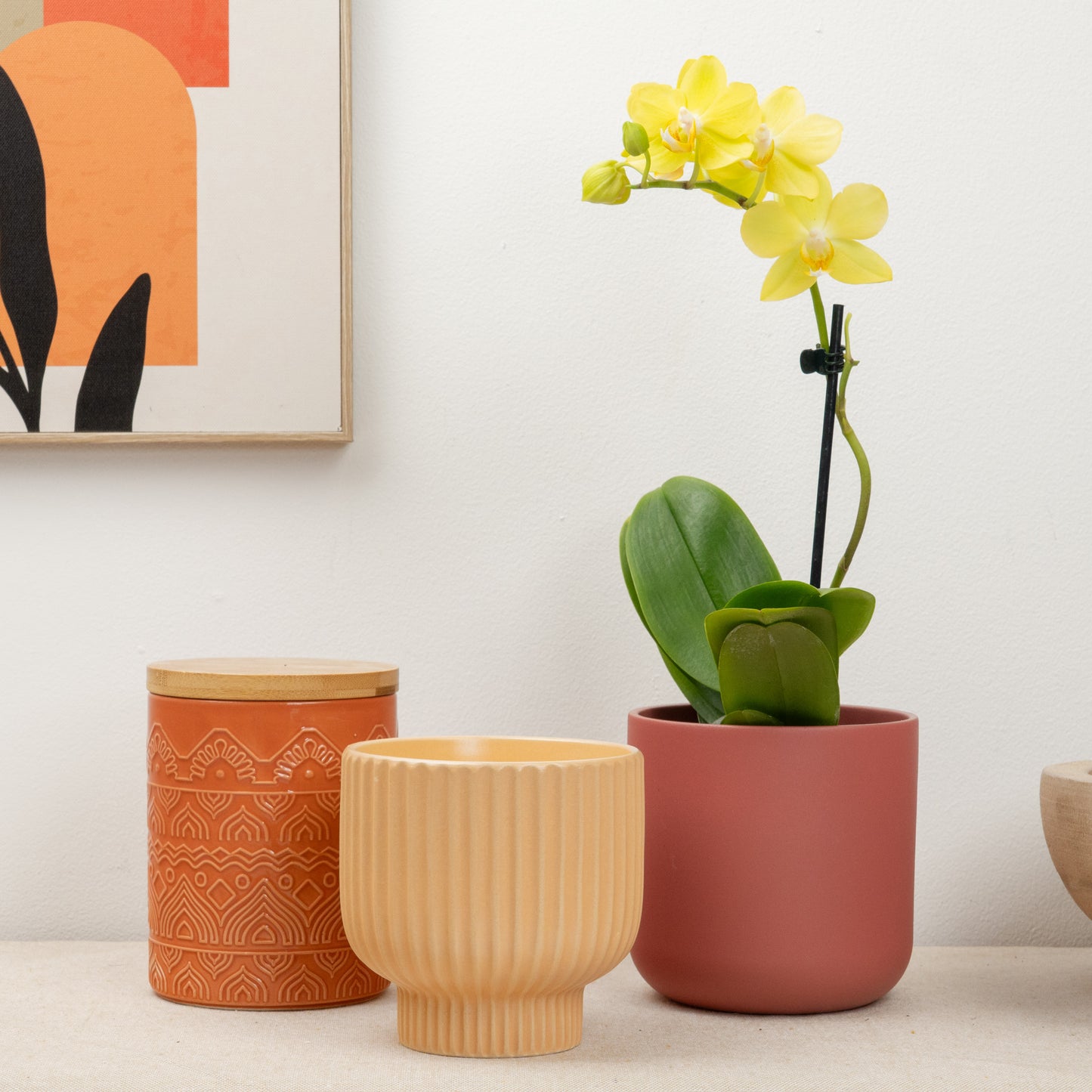 Phalaenopsis Orchid | Lemoncello