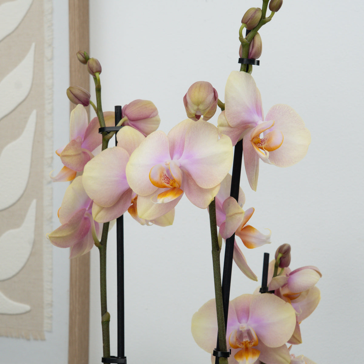 Phalaenopsis Orchid | Caramel