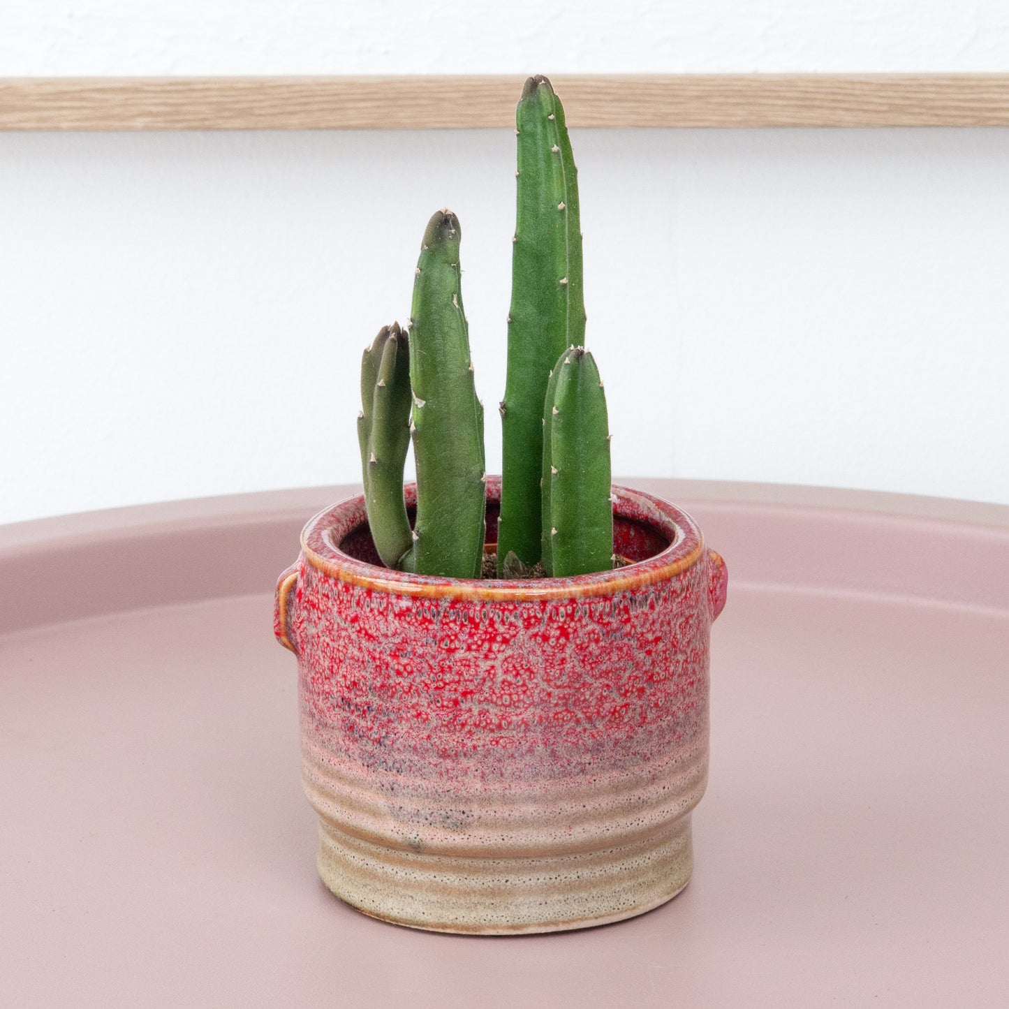 Stapelia Leendertziae