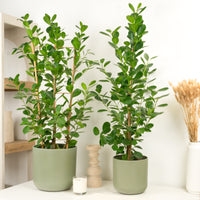 Laurel Fig | Moclame