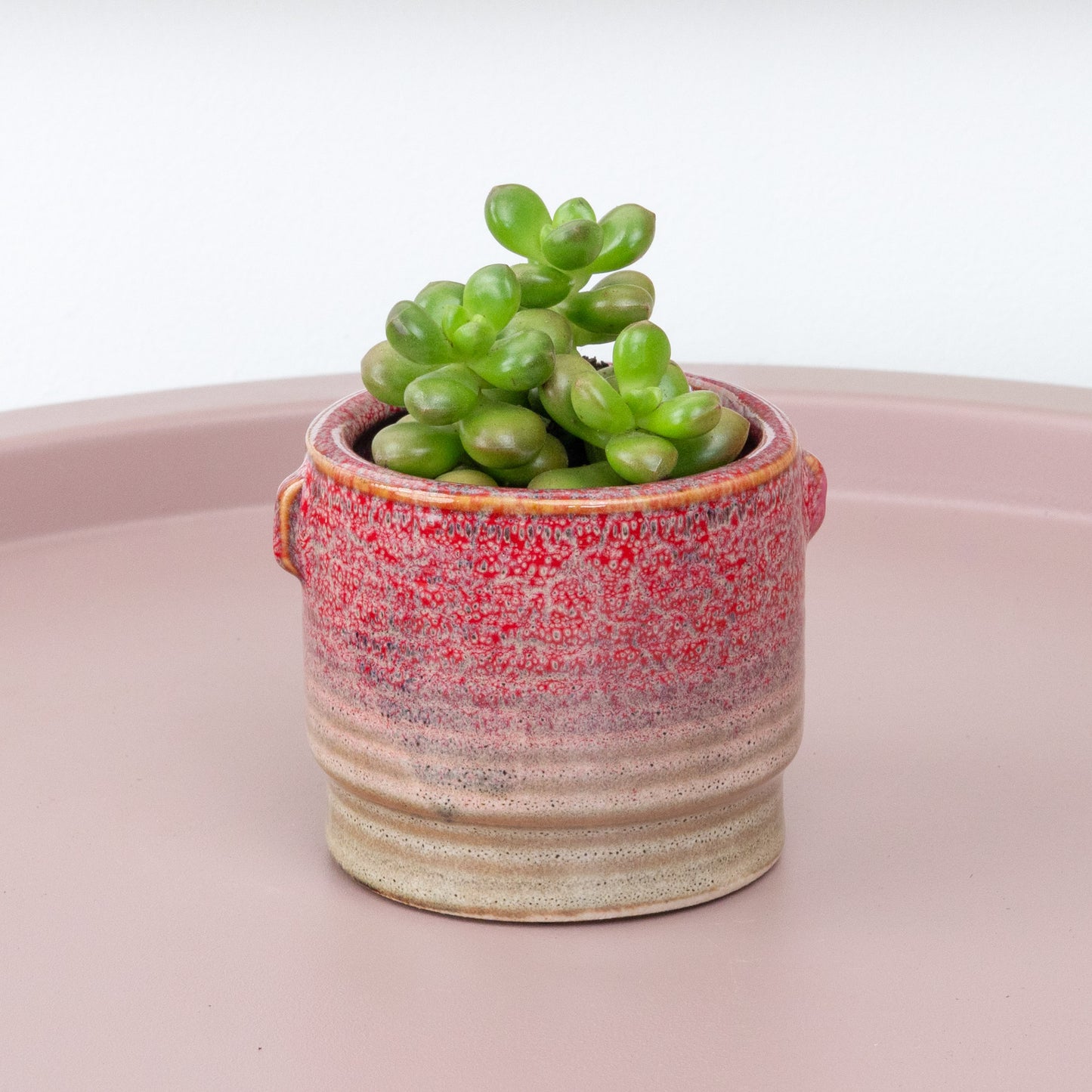 Sedum | Lucidum