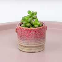 Sedum | Lucidum