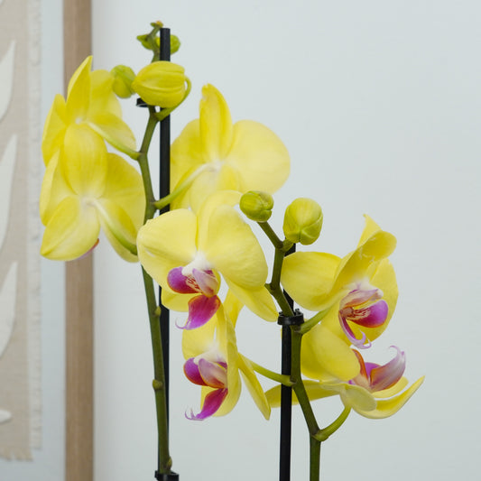 Phalaenopsis Orchid | Miraflor | Potted Houseplants