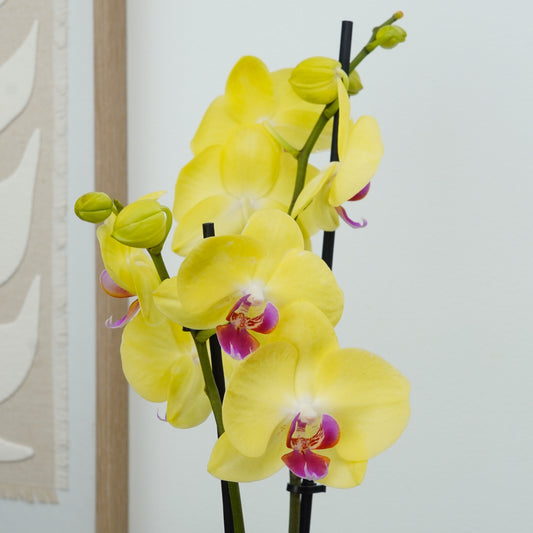 Phalaenopsis Orchid | Miraflor | Potted Houseplants