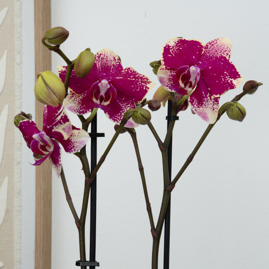 Phalaenopsis Orchid | Dragon Fruit | Potted Houseplants