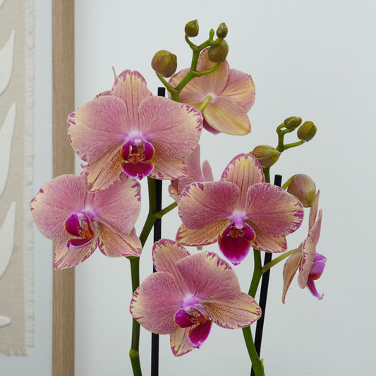 Phalaenopsis Orchid | Pirate Picote | Potted Houseplants