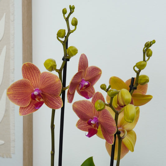 Phalaenopsis Orchid | Peachy Nova | Potted Houseplants