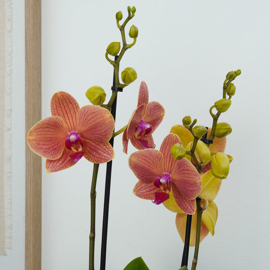 Phalaenopsis Orchid | Peachy Nova | Potted Houseplants