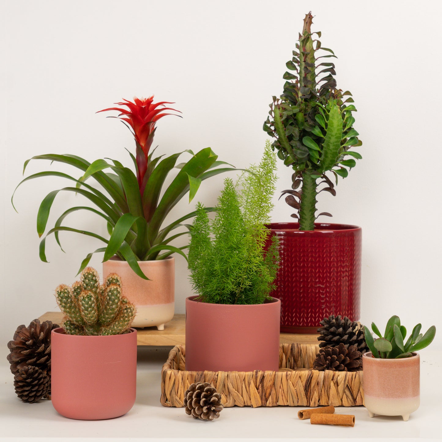 Seasonal Glow | Plant Bundle