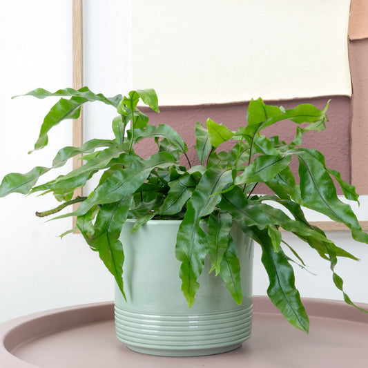 Kangaroo Fern | Potted Houseplants