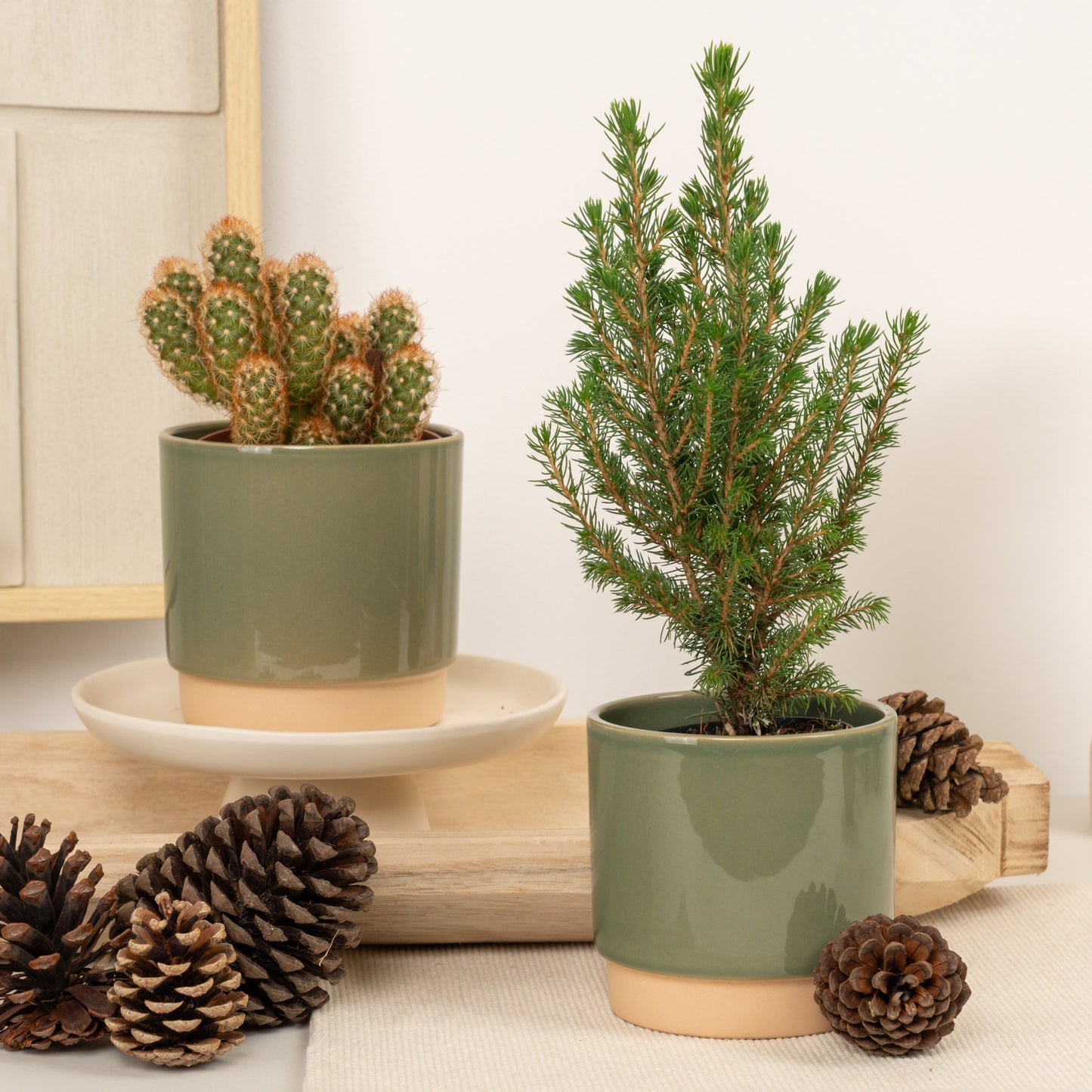 Pine & Prickle | Plant Bundle