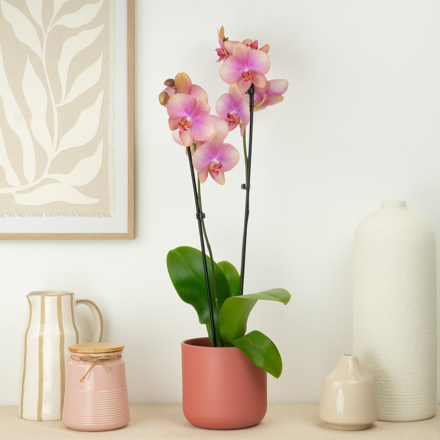 Phalaenopsis Orchid | Bledion