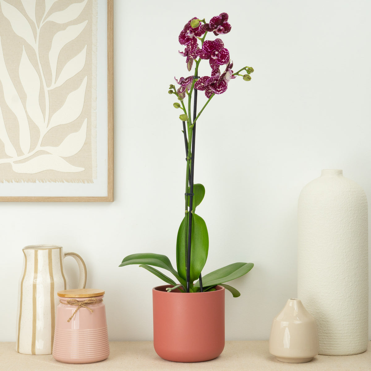 Phalaenopsis Orchid | Wildcat