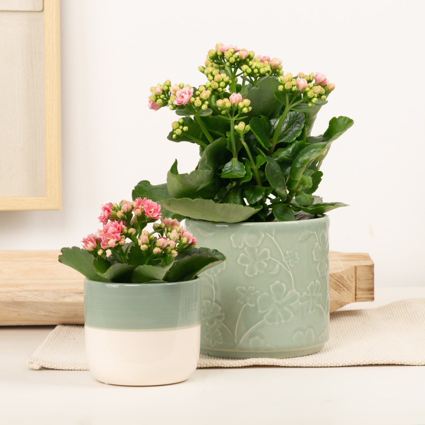 Winter Glow | Plant Bundle