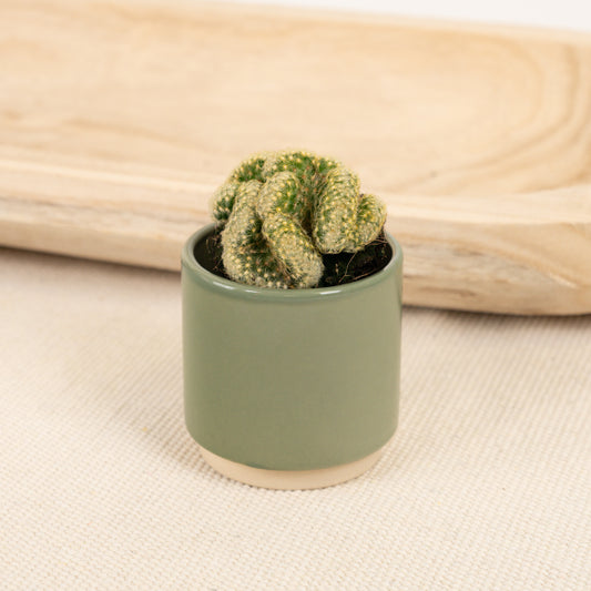 Brain Cactus | Hard To Find | Potted Houseplants