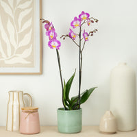 Phalaenopsis Orchid | Sunca Split