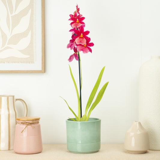 Burrageara Orchid | Nelly Isler Morelips | Potted Houseplants