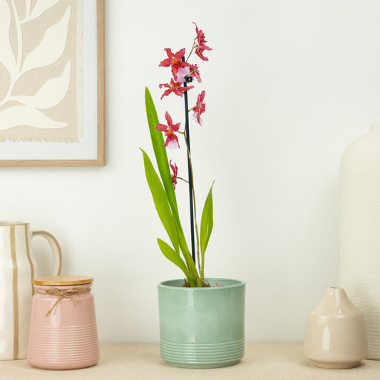 Cambria Orchid | Sparkle | Potted Houseplants