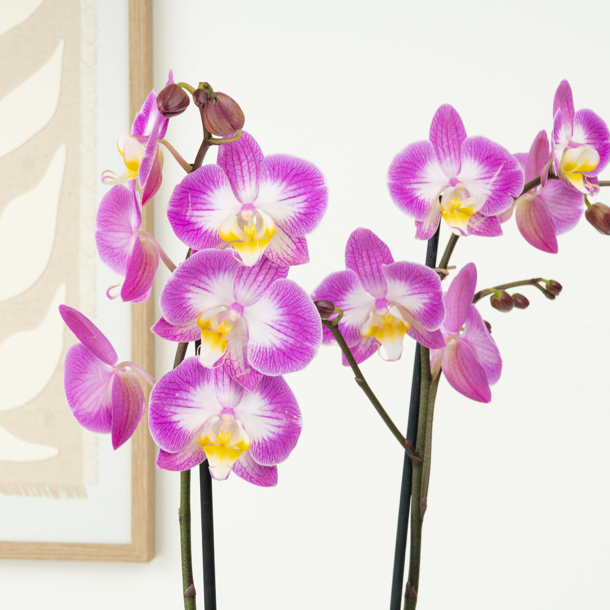 Phalaenopsis Orchid | Sunca Split