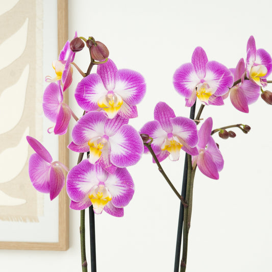Phalaenopsis Orchid | Sunca Split | Potted Houseplants