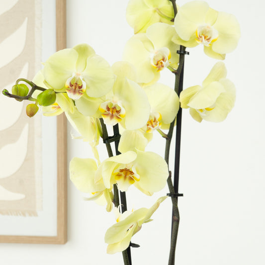 Phalaenopsis Orchid | Golden Coin | Potted Houseplants