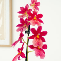 Burrageara Orchid | Nelly Isler Morelips