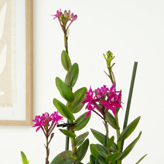Epidendrum Ibaguense Plum | Potted Houseplants