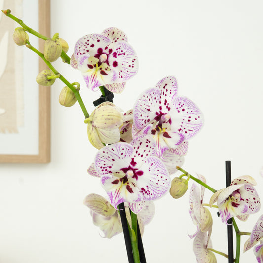 Phalaenopsis Orchid | Expressions | Potted Houseplants
