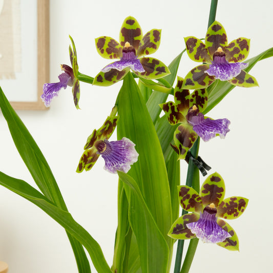 Zygopetalum Orchid | Blue Leopard | Potted Houseplants