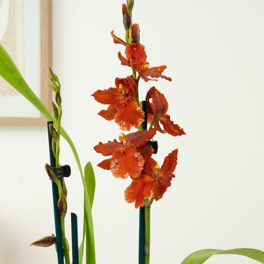 Cambria Orchid | Mexico | Potted Houseplants