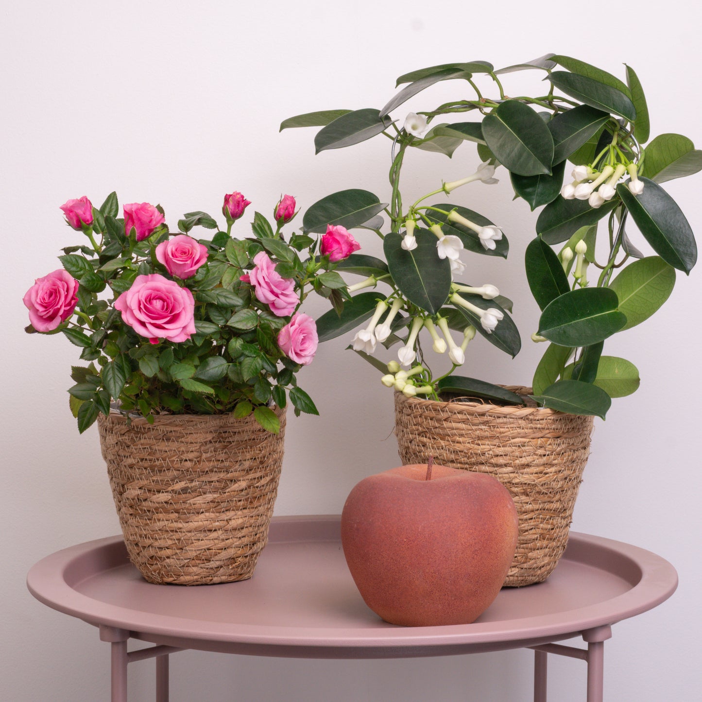 Blooming With Gratitude | Plant Bundle