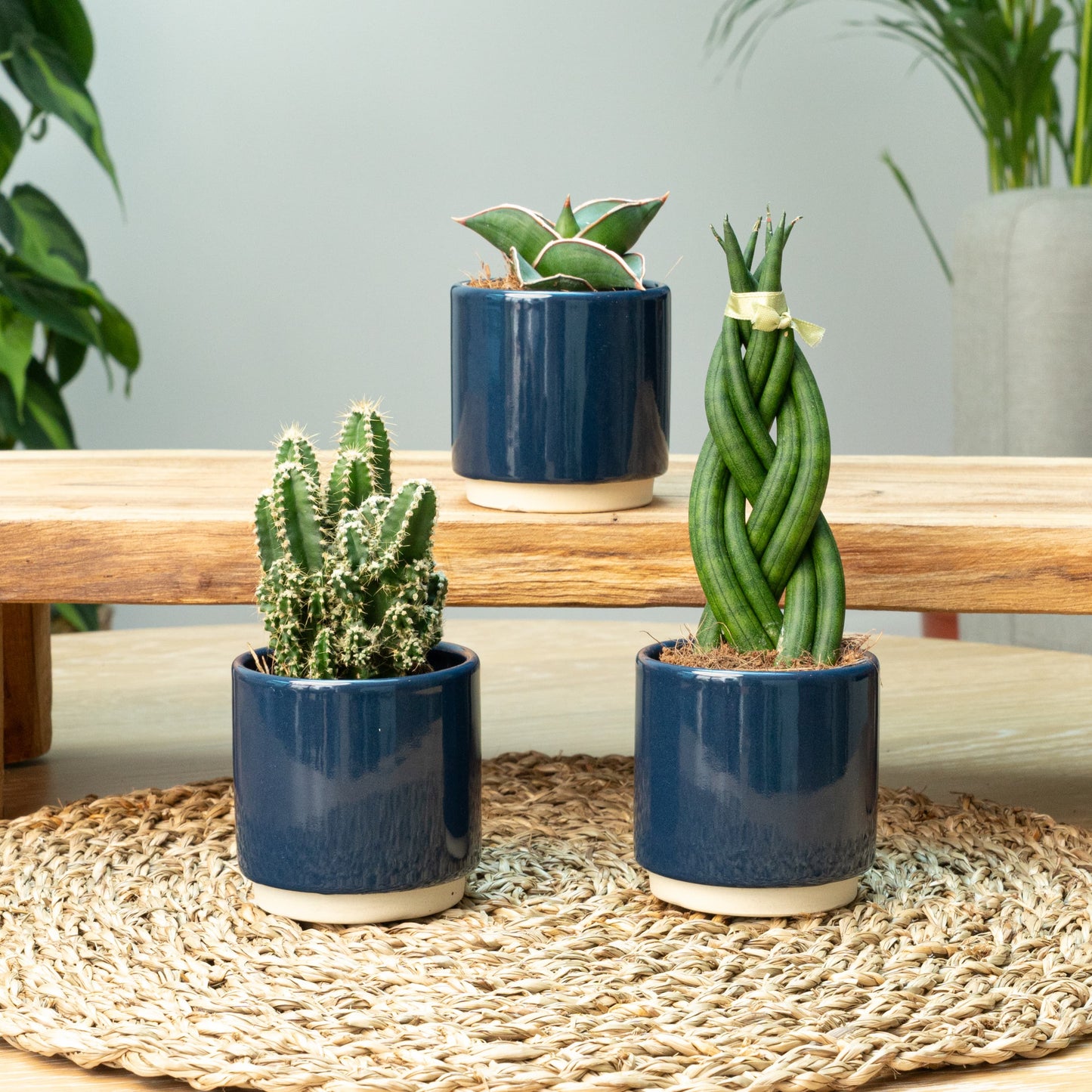 Easy Baby | Plant Bundle