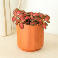 Nerve Plant | Special Red