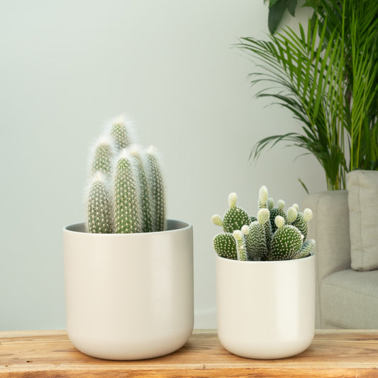 Prickly Pair | Plant Bundle | Potted Houseplants